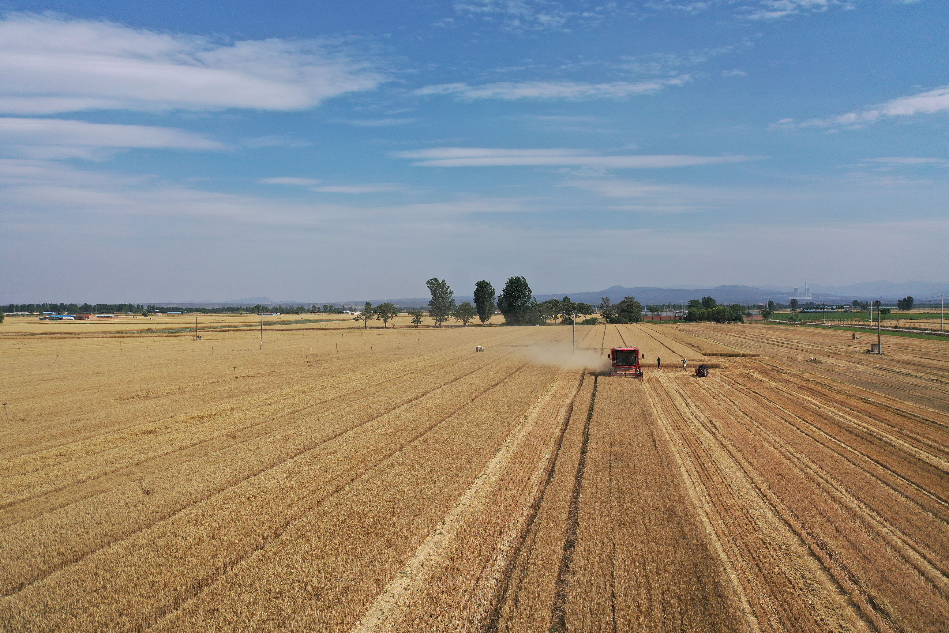 2025年6月3日，河南焦作，溫縣黃河街道灘王莊村農(nóng)民駕駛收割機收獲小麥。