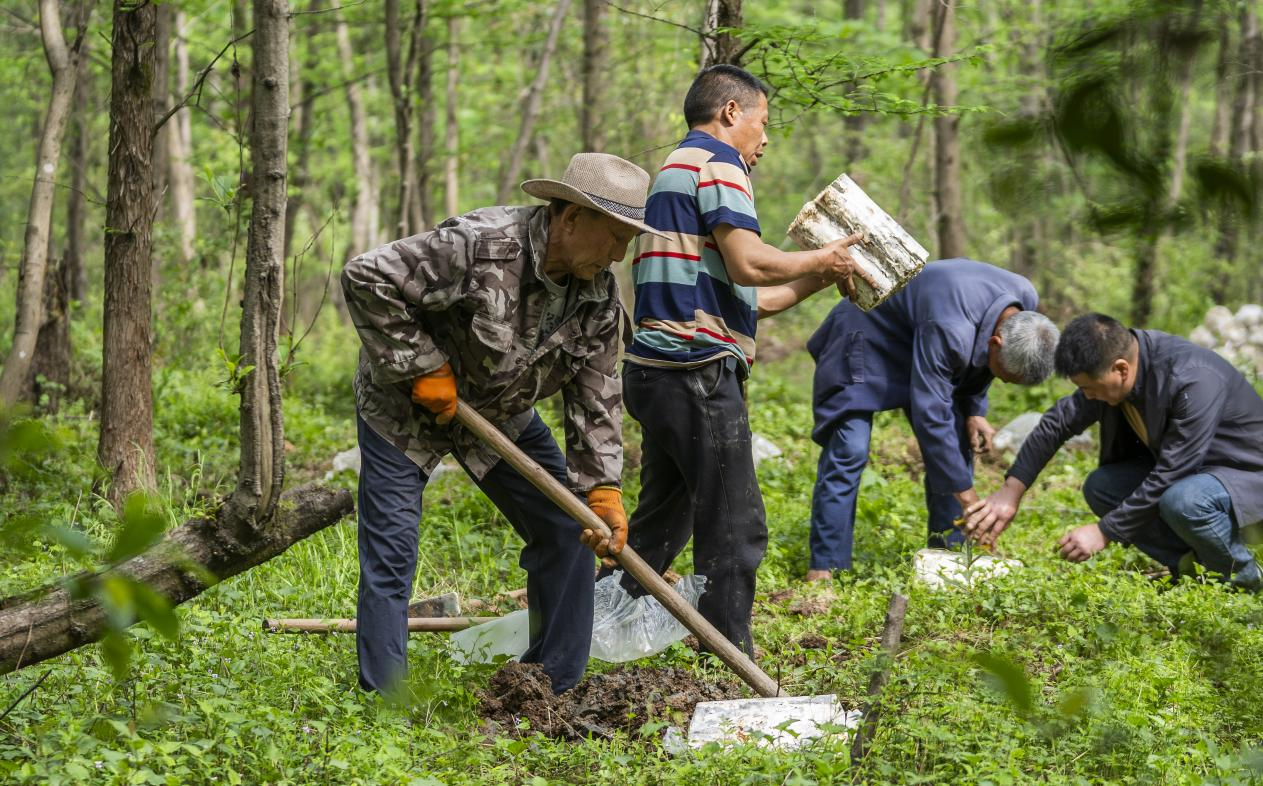 2025年4月16日，江西新余，仙女湖區(qū)河下鎮(zhèn)花園村林場(chǎng)，人們正在搬運(yùn)、栽植靈芝菌棒。